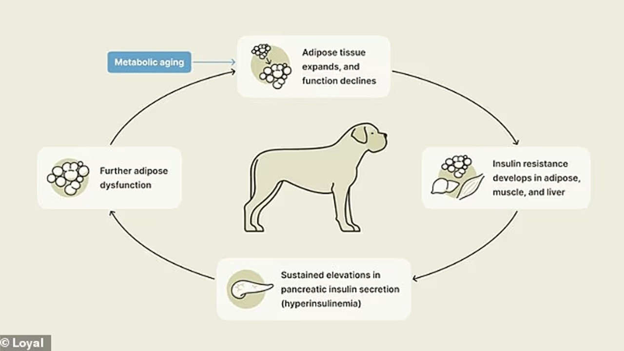 Yaşlanmayı durduran formül: Köpekler için "gençlik iksiri" kontrol ediliyor